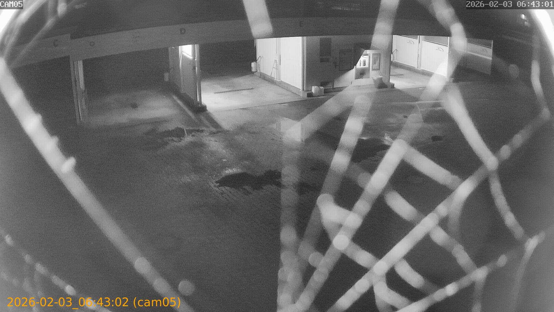 thumbnail_20260203064302